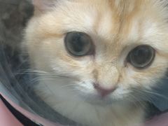 -瑞鹏宠物医院·爱宠堂·骨外专科(西荷分院)