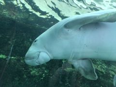 -悉尼海洋生物水族馆