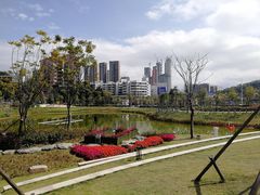 -银湖山郊野公园-相思林