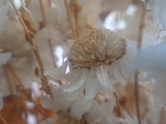 -卖呆儿咖啡(望京店)