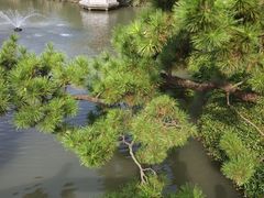 -上海醉白池公园