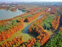 -上海海湾国家森林公园