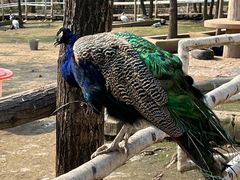 -哈尔滨北方森林动物园