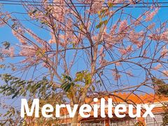 -天适樱花悠乐园