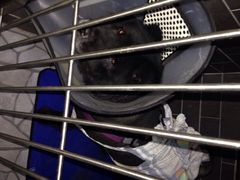 iphone_upload_pic-康乐宝动物医院