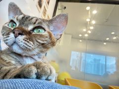 -有喵·猫咖·狗咖·30几只猫10只小狗(岗厦店)