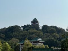 -王借岗森林公园