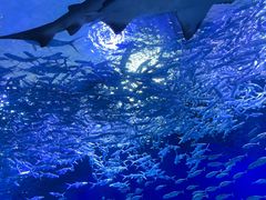 -海合安武汉极地海洋公园