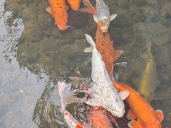-新月集庭院咖啡馆(老邮局店)