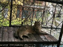 -喵屿·大理花园猫咖