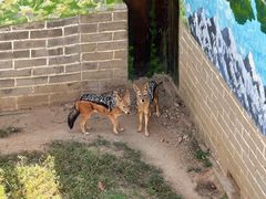 -西霞口神雕山野生动物世界