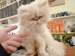 -猫色咖啡·猫咖