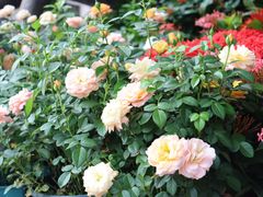 -溪岸路花鸟市场