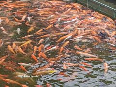 -广东圆玄道观