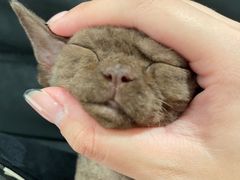 -momokira米努特·德文卷毛猫·棉花面纱犬