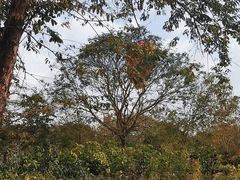-中国科学院西双版纳热带植物园