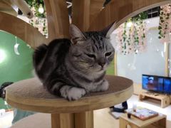 -猫和宫(六道口店)