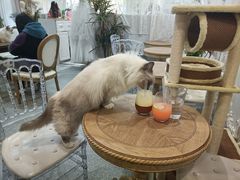 -共舞时光猫咖·狗咖(新街口店)