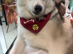 -Husky Go! 哈士奇体验馆·宠物咖啡厅狗咖