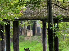 -中国大熊猫保护研究中心雅安碧峰峡基地