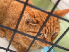 -艾吉宠物医院·疑难杂症转诊中心·猫友好(碧江路院)