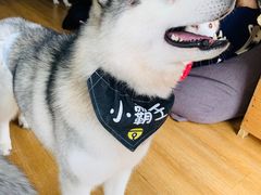 -Husky Go! 哈士奇体验馆·宠物咖啡厅狗咖