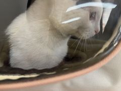 -爱妮康宠物医院·干细胞免疫细胞·肿瘤·心脏(张江店)