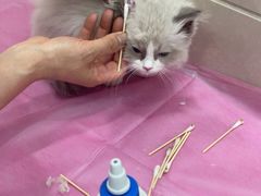 -北京观赏动物医院·24小时大型综合·猫专科·异宠专科