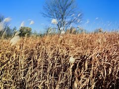 -野鸭湖国家湿地公园