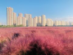 -贡湖湾湿地公园