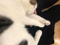 -momokira米努特·德文卷毛猫·棉花面纱犬