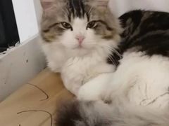 -柴迷FANS CLUB·柴犬狗咖·猫咖