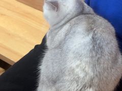 -是阿柴呀！柴犬咖啡·爱喵喵猫咖