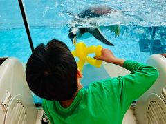 -帝企鹅自助餐厅•儿童岛•真企鹅(长隆企鹅酒店)