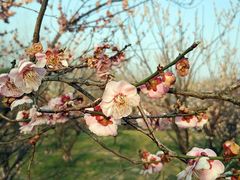 -蜀冈西峰生态公园