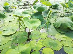 -上海多利农业发展有限公司