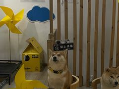 -柴迷FANS CLUB·柴犬狗咖·猫咖