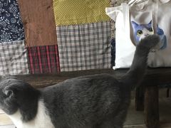 -壹六猫窝(谷德店)