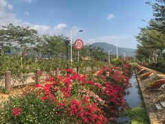 -亚龙湾国际玫瑰谷