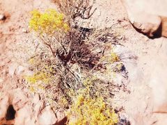 -科罗拉多大峡谷