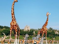 -北京野生动物园