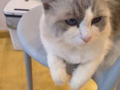-猫咪派对(江南西店)