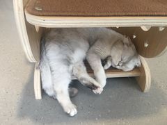 -飞行喵MR PILOT|猫舍·猫咖(静安大融城店)