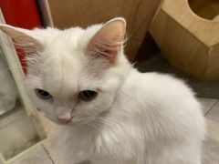 -楼上猫咖(罗湖店)