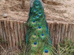 -青藏高原野生动物园