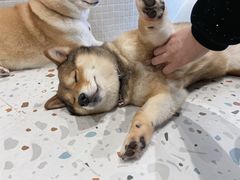 -柴务处·柴犬主题狗咖