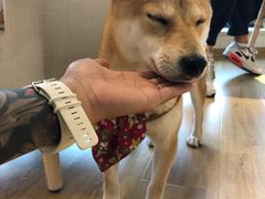 -柴犬小屋·柴餐厅·狗咖食堂(金鼎广场店)