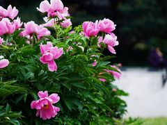 -扬州大运河文化旅游度假区·盆景园