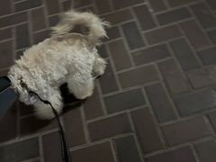 -新湖明珠城