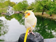 -上海共青森林公园